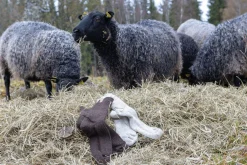 NLS RAG SOCK, 100% OFÄRGAD ULL — NUTMEG